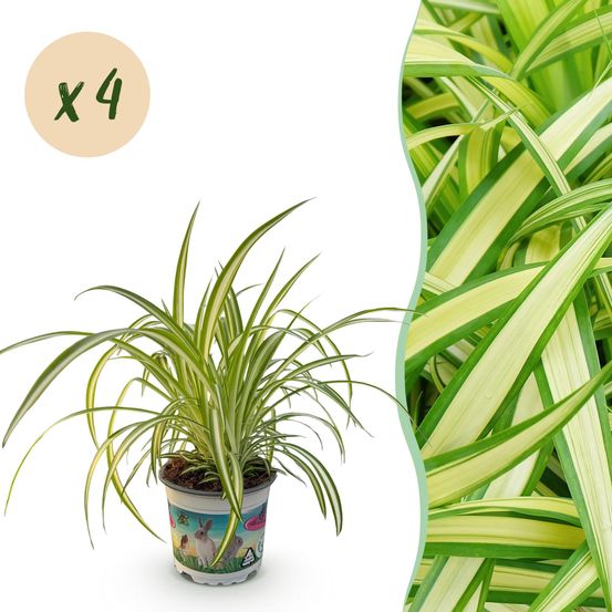 Chlorophytum comosum variegatum - pet-friendly - plante araignée - pot de 12cm - hauteur 20-30cm - plantes d'intérieur