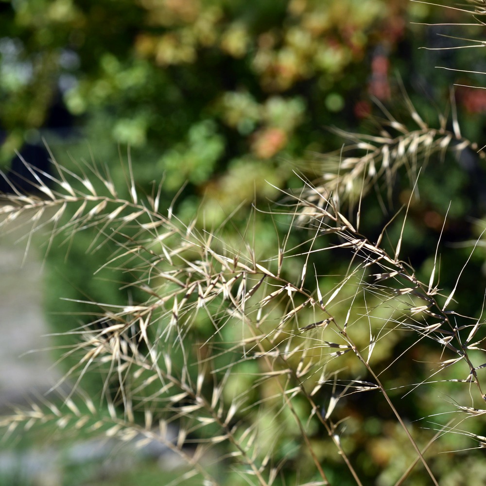 Hystrix patula - le pot / ø 9cm, vendu par lot de 4