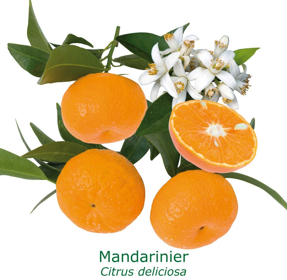 Mandarinier bio tailles:pot de 3 litres, hauteur 30/40 cm