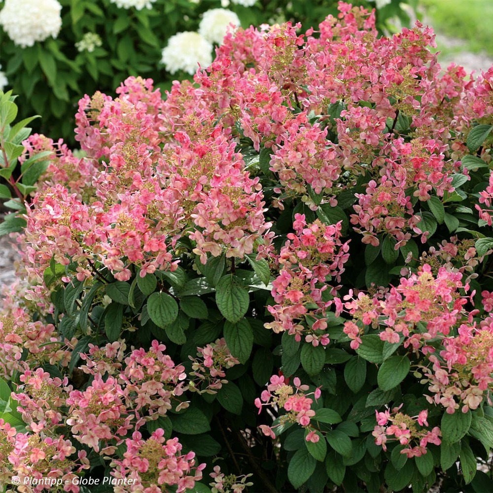 Hortensia paniculé 'little quick fire' pot de 3l/4l