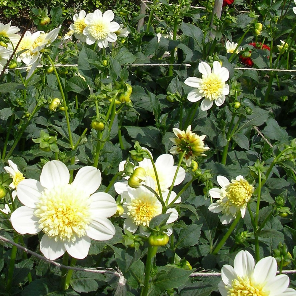 Dahlia anémone 'platinum blonde' bulbe calibre i