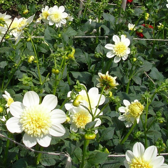Dahlia anémone 'platinum blonde' bulbe calibre i