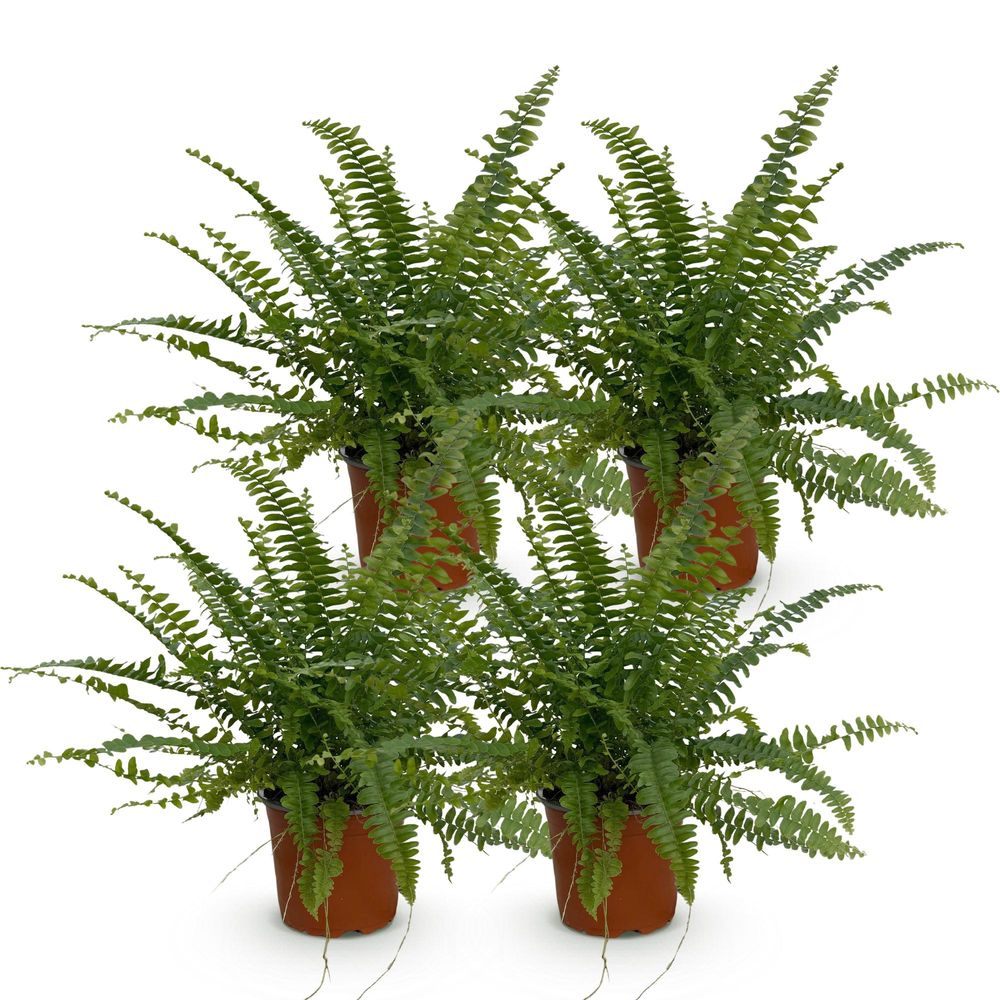 Nephrolepsis exaltata green lady - pet-friendly - pot de 12cm - hauteur 25-30cm