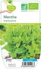 Menthe marocaine plante ab pot 1l - plant d'aromatique du jardin