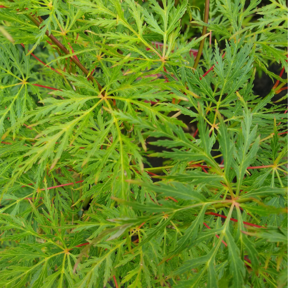 Érable du japon emerald lace - acer palmatum emerald lace 40cm