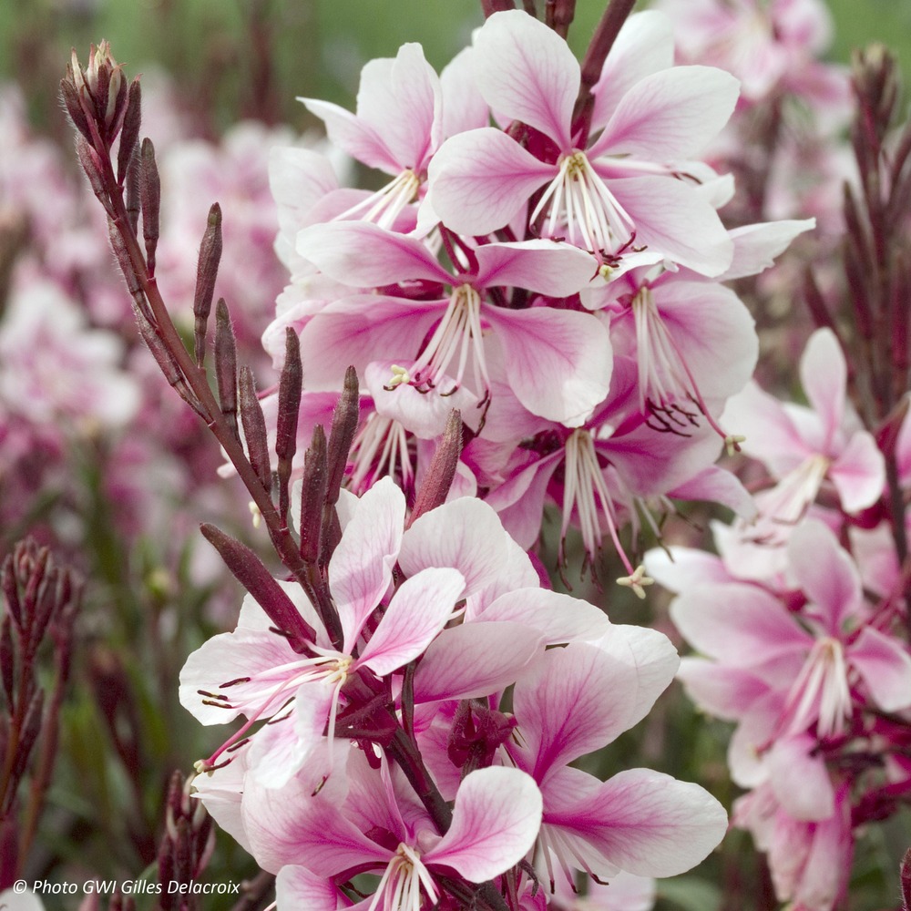Gaura lindheimeri 'cherry brandy'® godet de 8/9 cm