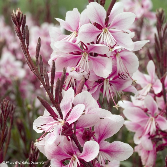 Gaura lindheimeri 'cherry brandy'® godet de 8/9 cm