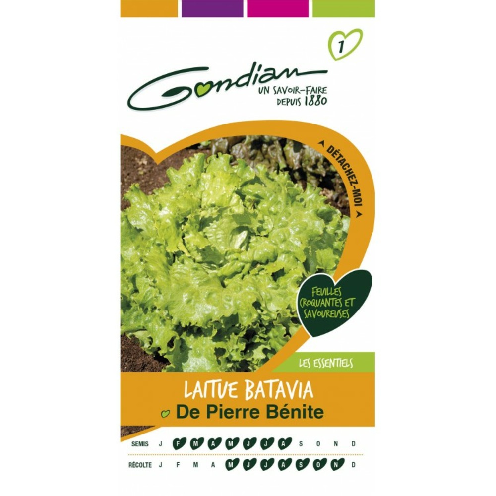 Laitue batavia de pierre bénite