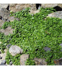 Menthe de corse godet de 8/9 cm