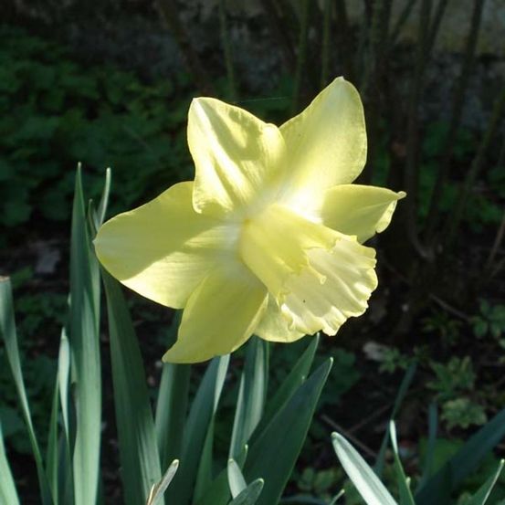 Narcisse 'spellbinder' bulbe calibre 14+ (par 5)