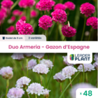 Duo armerias - gazon d'espagne - 2 variétés - lot de 48 godets