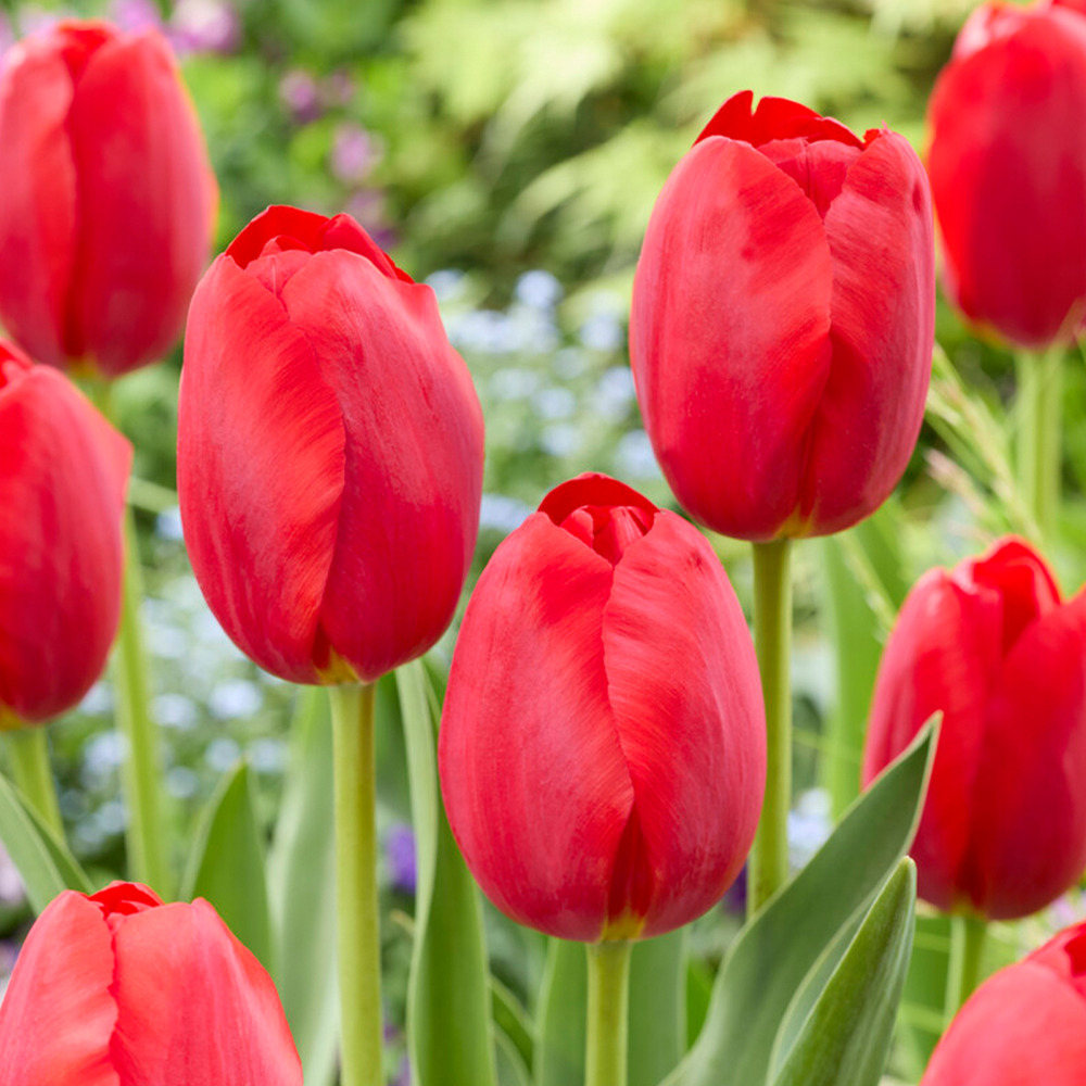 Mélange de 20 - tulipa - bulbes de tulipes - rouge - bulbes à fleurs - pousse jusqu'à 50-55 cm