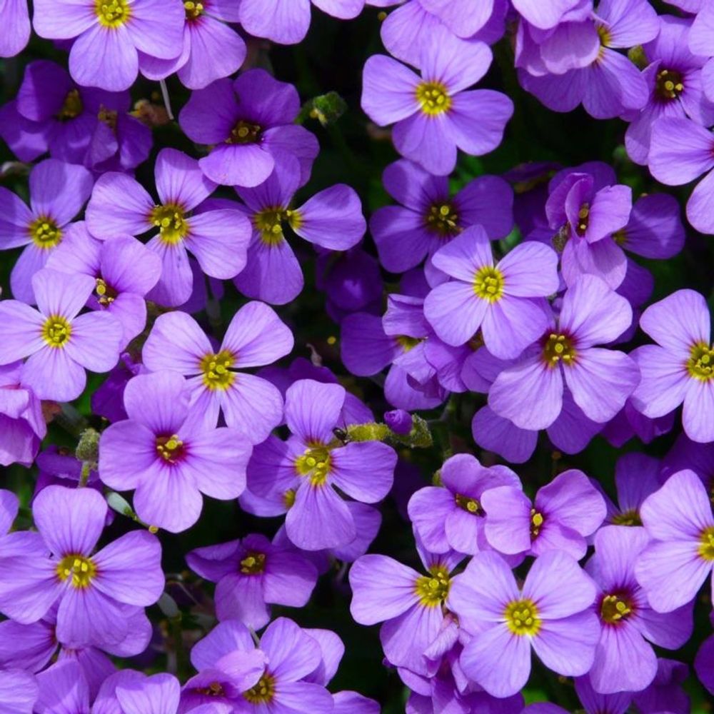 2 Aubriètes 'Hürth' (Aubrieta 'Hürth') - V…