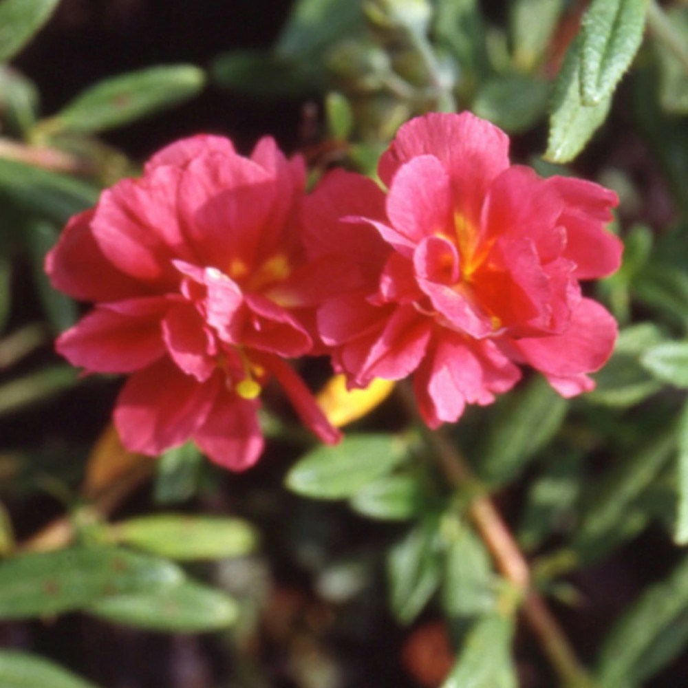 Hélianthème cerise queen lot de 5 godets