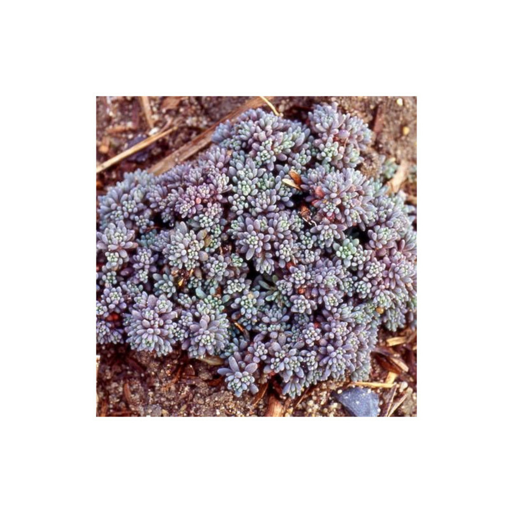 Orpin d'espagne, sedum lot de 3 godets