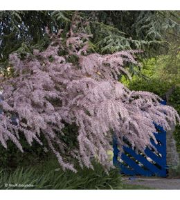Tamaris de printemps pot de 4l/5l