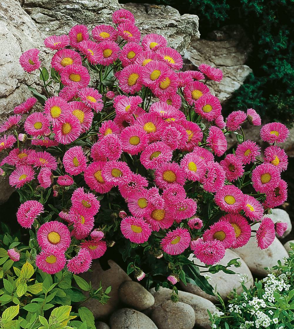 Erigeron glaucus rose plante vivace - 3 godets