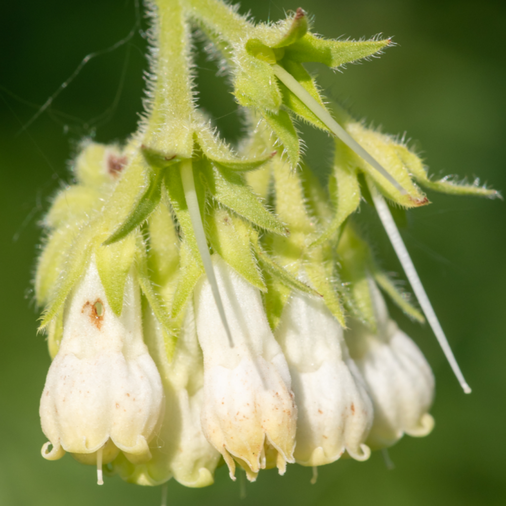 Digitale pourpre blanche - digitalis purpurea alba - 5 cm godet de 9 cm