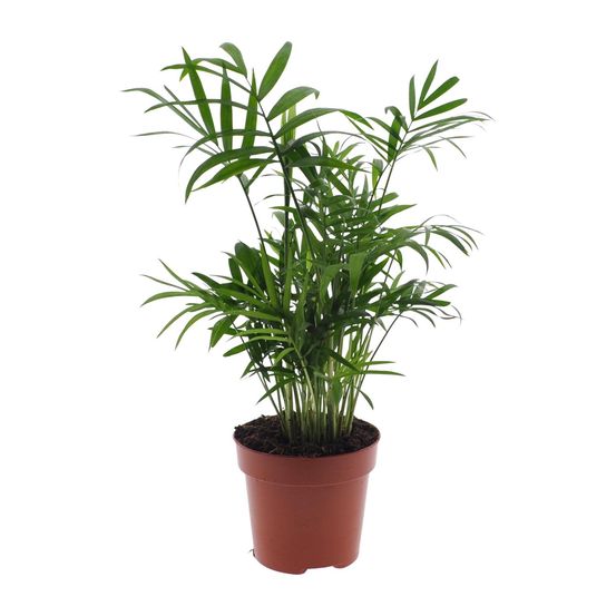 Chamaedorea elegans - palmier de montagne mexicain - ø17cm - ↕55cm - ø12cm - ↕40cm - plantes d'intérieur