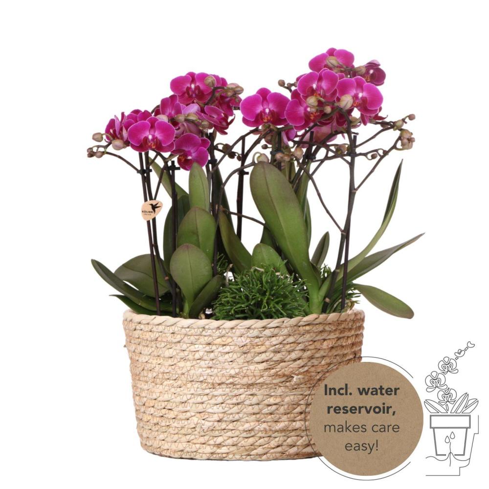 Plante d'intérieur - set de 3 orchidées violettes dans un panier en roseau avec réservoir d'eau 35cm