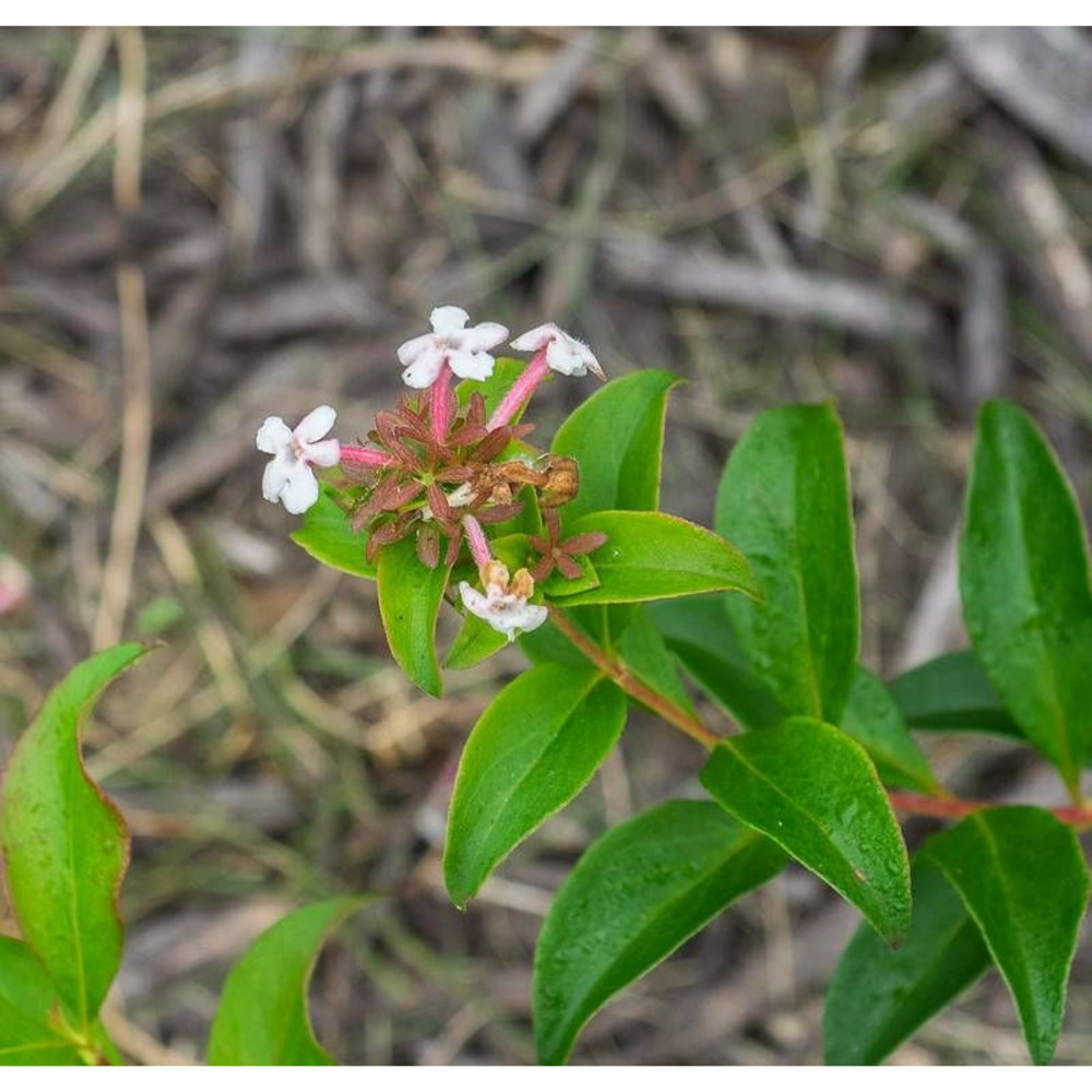 Abelia de corée monia, abélia mosanensis pot de 7,5l - 60/80 cm