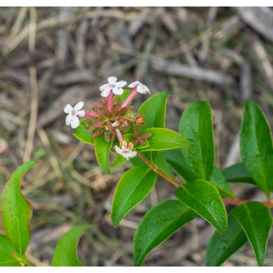 Abelia de corée monia, abélia mosanensis pot de 7,5l - 60/80 cm