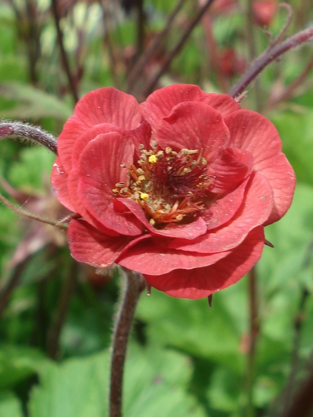 Benoîte des rives 'flames of passion' godet de 8/9 cm