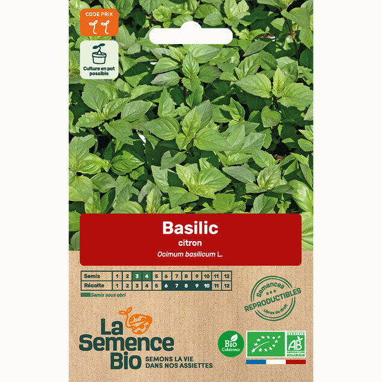 Basilic citron - graines bio