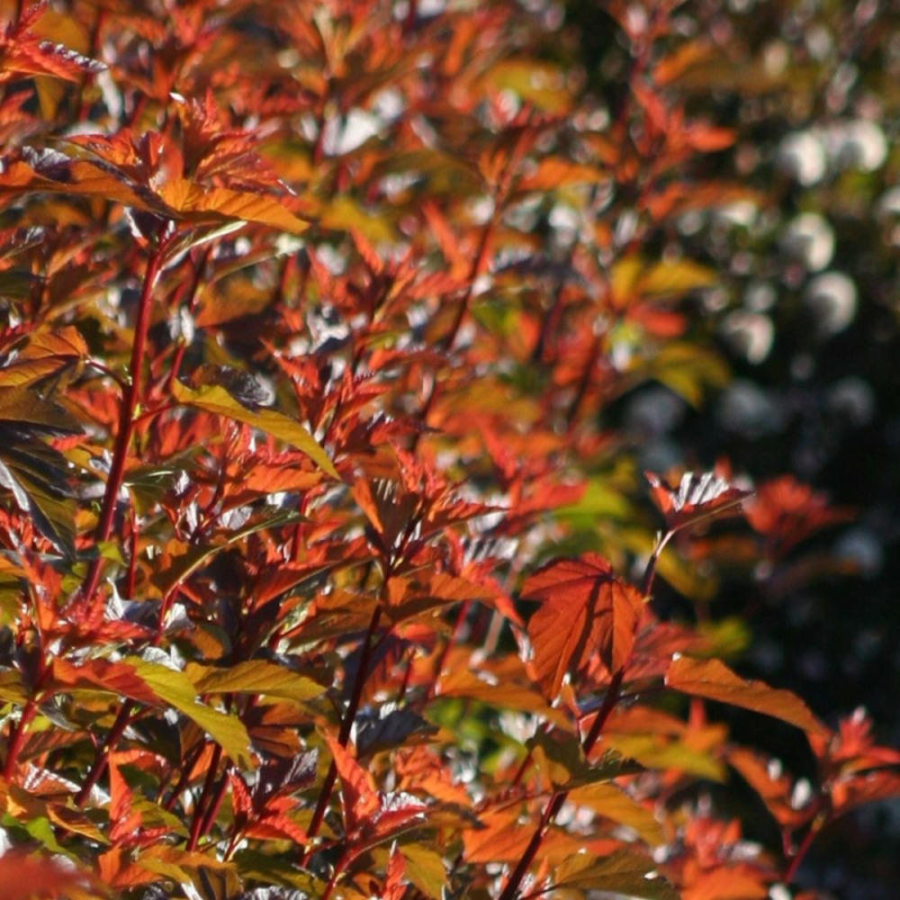 Physocarpus diable d'or® 'mindia', physocarpe pot de 7,5l - 60/80 cm