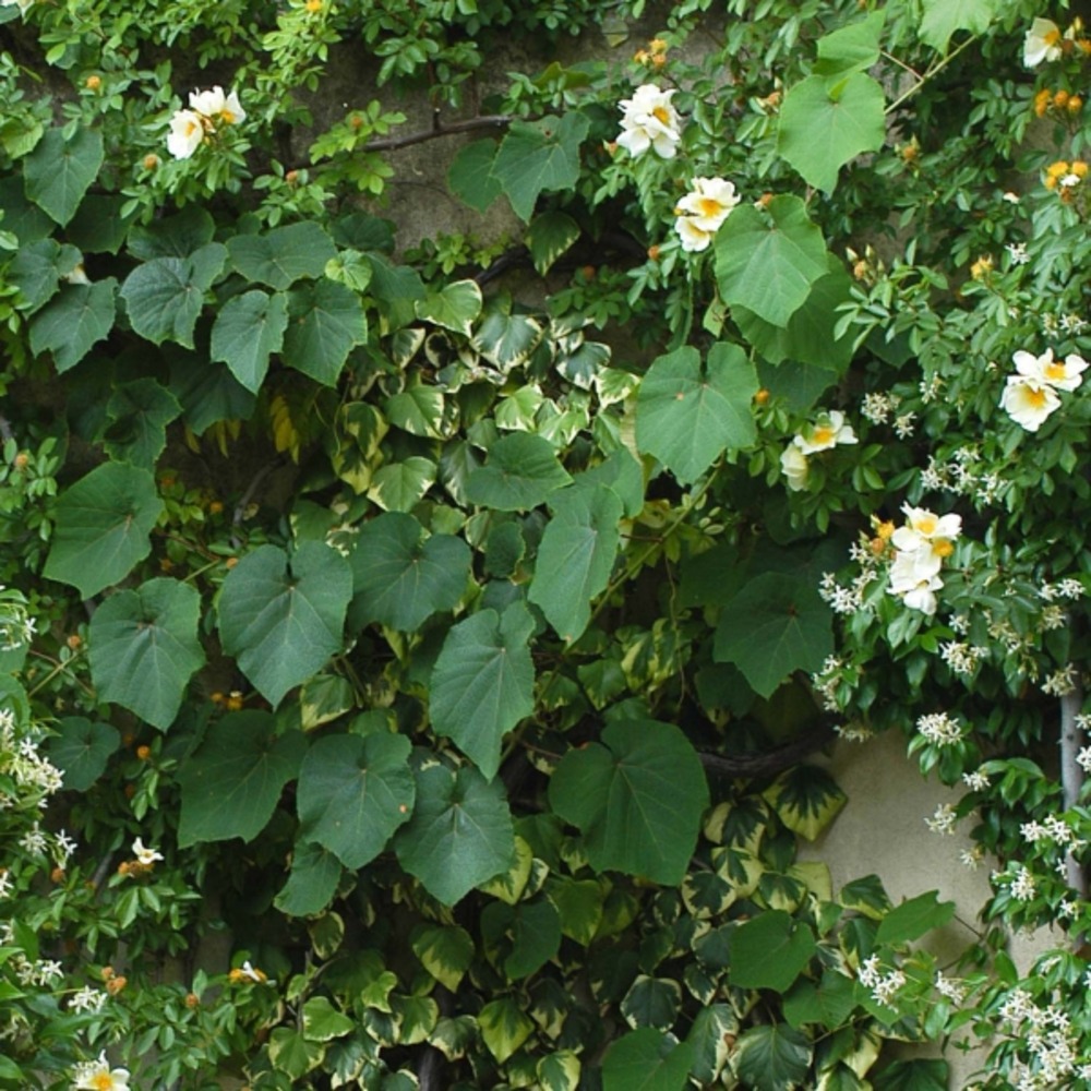 Vigne d'ornement pot de 2l/3l