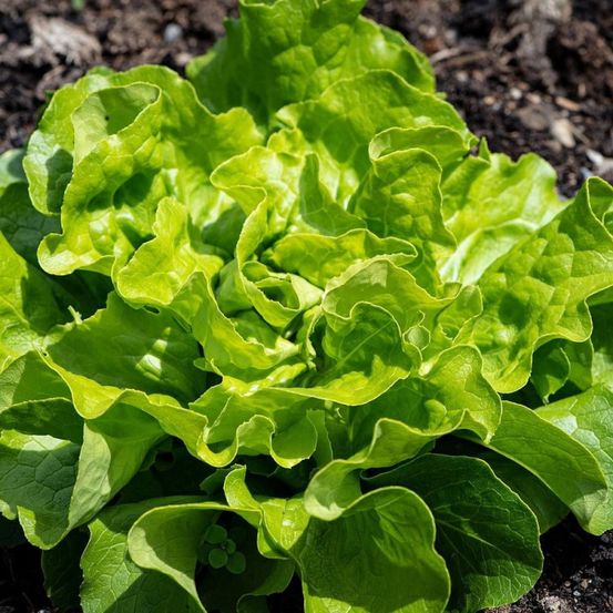 Graines de laitue pommée appia - vilmorin sachet économique
