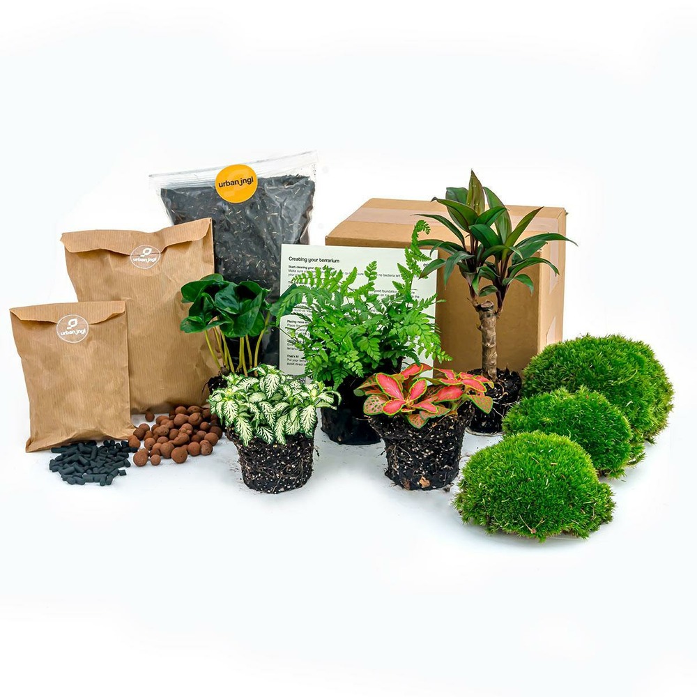 Kit rempotage plantes pour terrarium 5 plantes : caféier + fougère + dracaena + 2 fittonia -