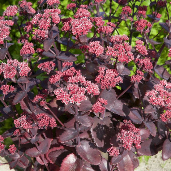 Orpin chocolate cherry, sedum godet - 5/20 cm