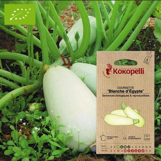 Courgette blanche d'égypte- graines bio à semer