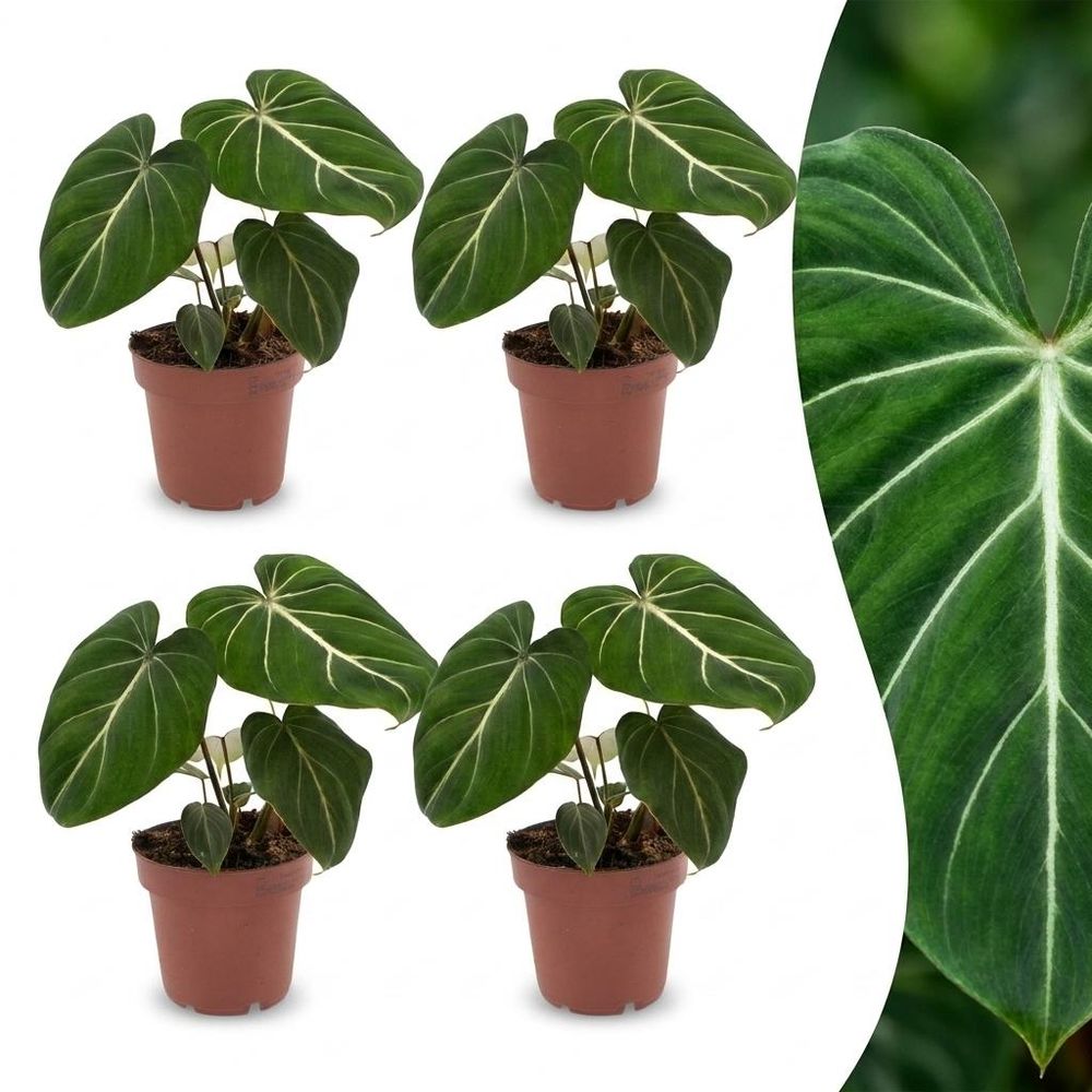 Philodendron gloriosum - pot de 12cm - plantes d'intérieur