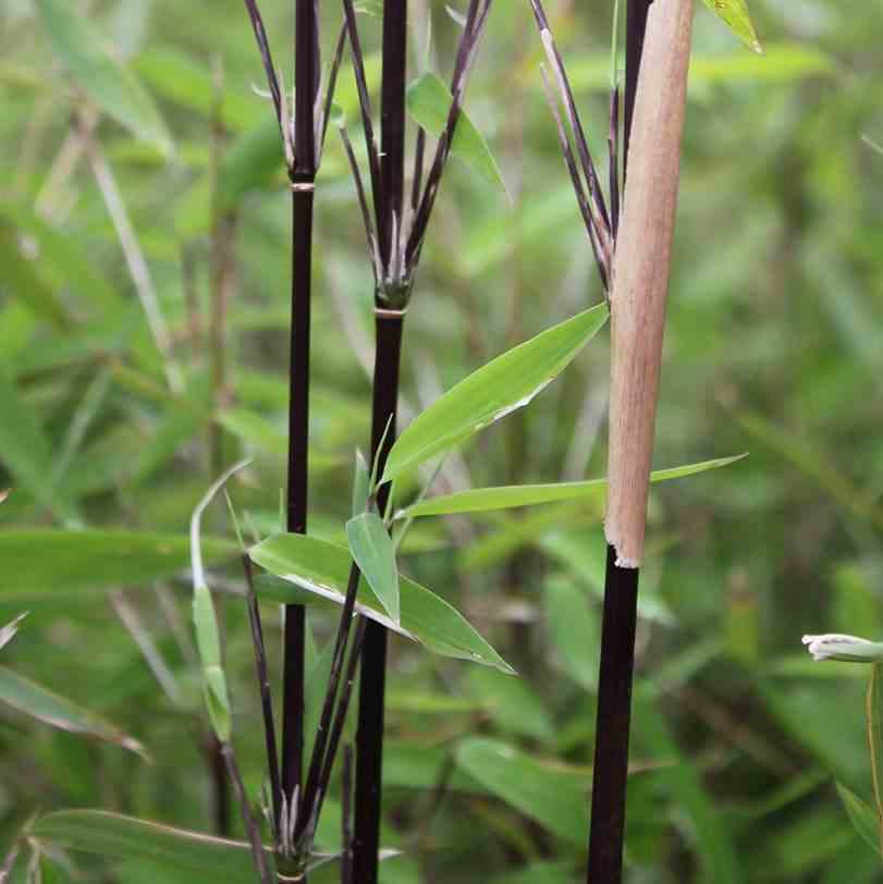 Fargesia nitida "blackpearle" (bambou non traçant) taille pot 30 litres - 175/200cm - 10/15 cannes