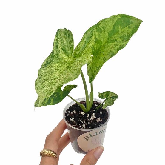Syngonium mojito - pot de 6cm - plantes d'intérieur
