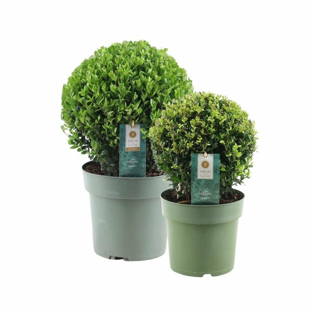 Set de 2 boules ilex crenata 'jenny'