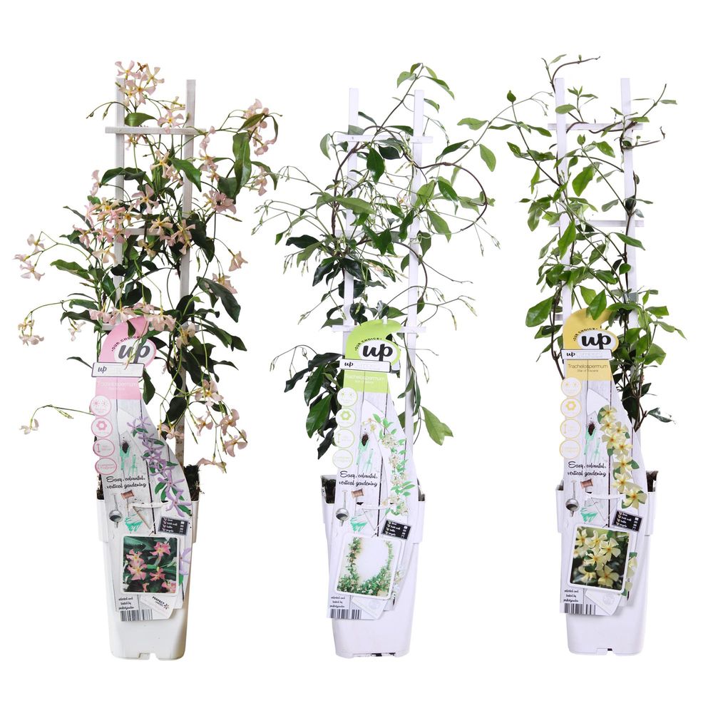 Jasmin étoilé en mélange - 3 plants - h 65 cm, pot ø15 cm - plante d'extérieur