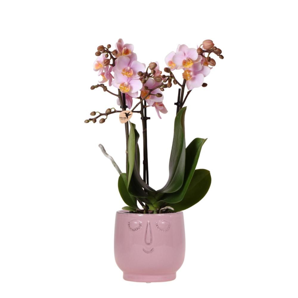 Mini Orchidee Echt Kolibri Orchideen | Rosa Lila Phalaenopsis Orchidee - El Salvador Diabolo Rosa - Topfgröße 9cm | Blühende Zimmerpflanze - Frisch Vom Züchter Blumentopf Hoch