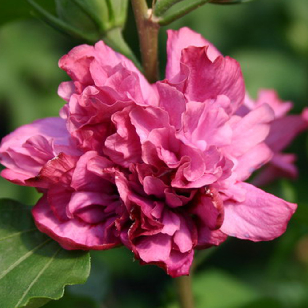 2 x mauve en arbre 'duc de brabant' - hibiscus syriacus 'duc de brabant'  - 40-60 cm pot