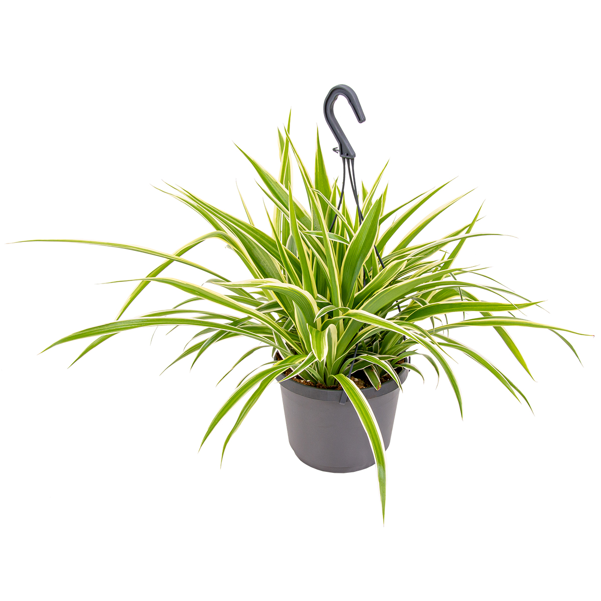 Chlorophytum en pot suspendu par unité - chlorophytum 'variegatum' - plante  d'intérieur ⌀18 cm - ↕40-45 cm
