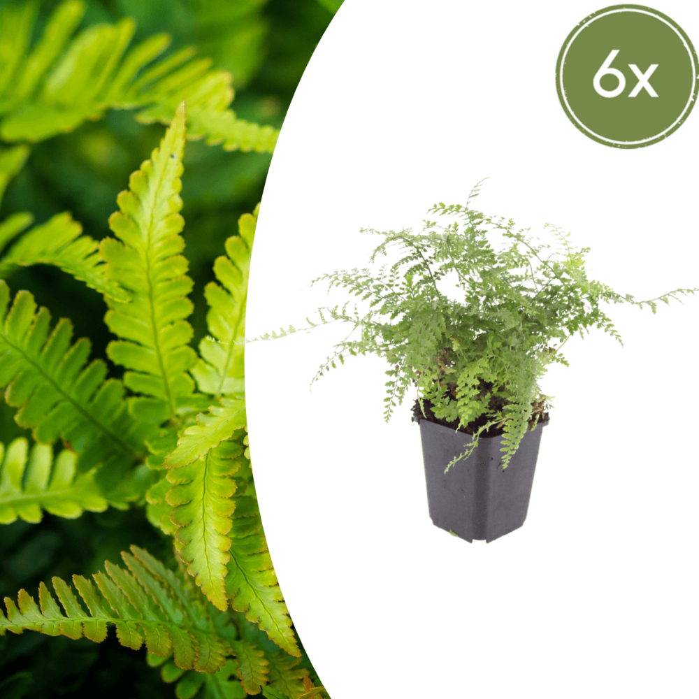 Lot de 6 - fougère à peigne (polystichum setiferum) 'herrenhausen'