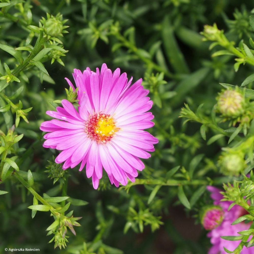Aster nain 'heinz-richard' godet de 8/9 cm