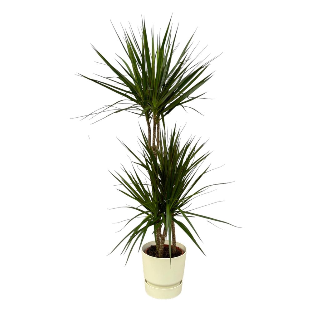 Dracaena marginata - plantes d'intérieur