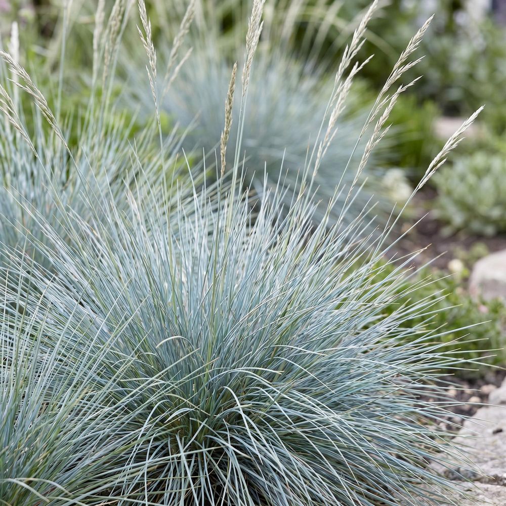 Fétuque bleue - pot 11 cm - hauteur 25 cm - plante d'extérieur