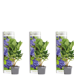 Gärtner's Bleu Hortensia 1 Kg - Engrais Pour Fleurs Bleues Éclatantes Et Durables