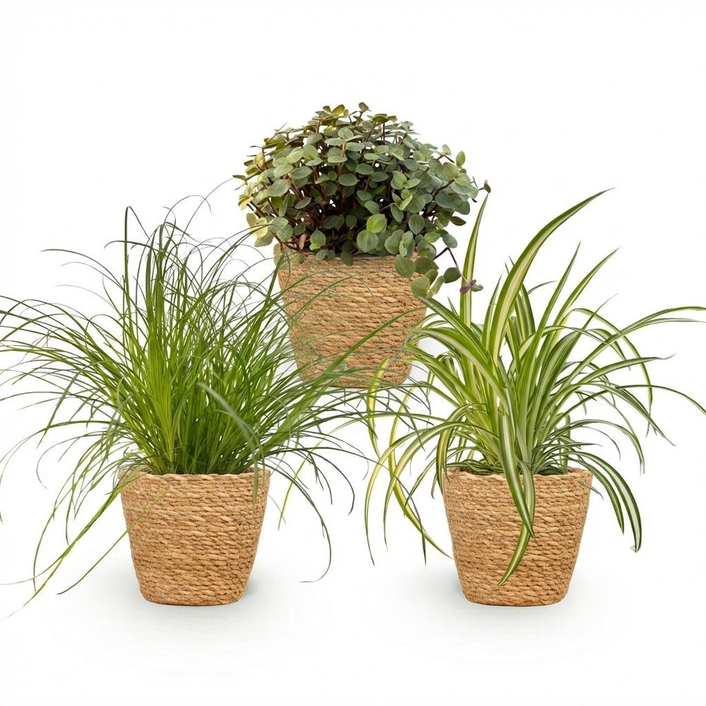 Cyperus - calissia - chlorophytum - pet-friendly - pot de 12cm - hauteur 20cm