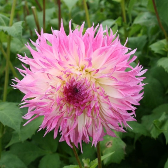 Dahlia géant décoratif 'pineland's princess' bulbe calibre i