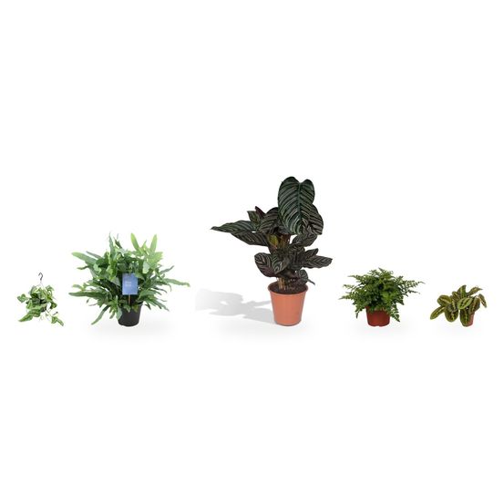 Coin ombre & fraîcheur - calathea ornata en vedette — lot de 5 plantes